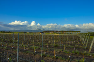 winery