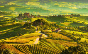 vineyards in Italy