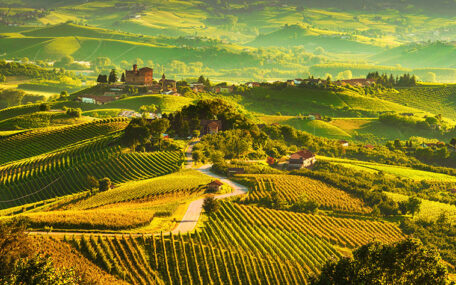 vineyards in Italy