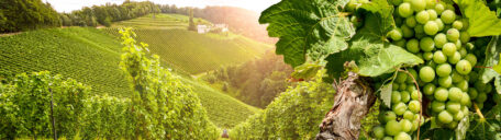 Italian vineyard
