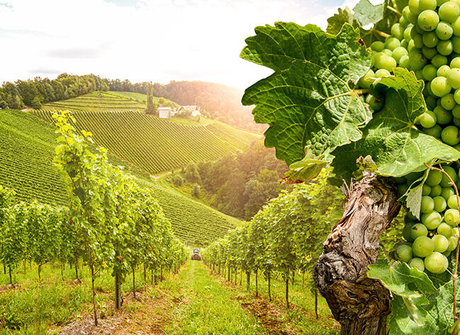 Italian vineyard and grapes