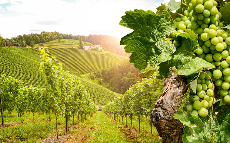 Italian vineyard and grapes